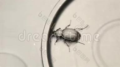 黑色甲虫在金属表面特写高清1920x1080